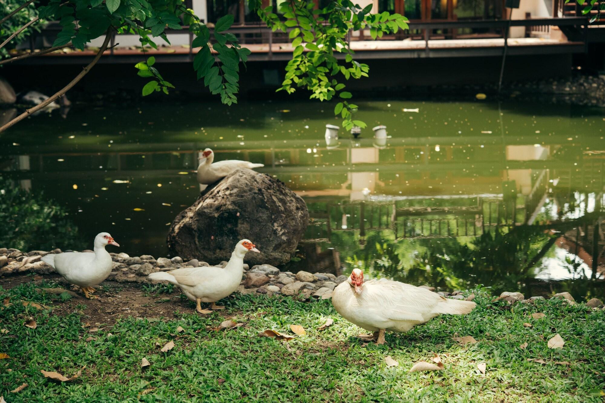 Chompor Lanna Hotel Chiang Mai Exteriör bild